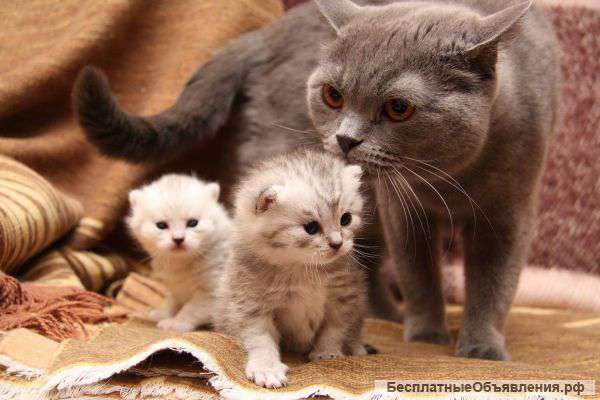 Передержка кошек