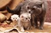 Передержка кошек