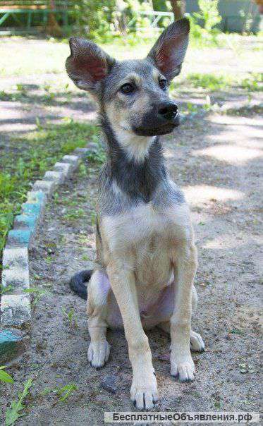 Чудесный щенок Бади ищет дом