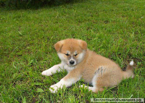 Щенки Японской Акита-Ину