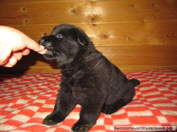 Черные щенки восточноевропейской овчарки