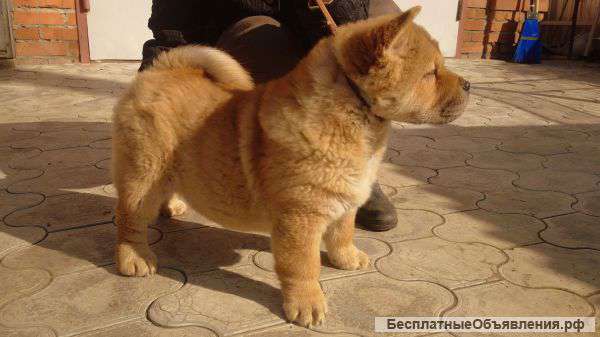 Элитные чау-чау шоу-класса