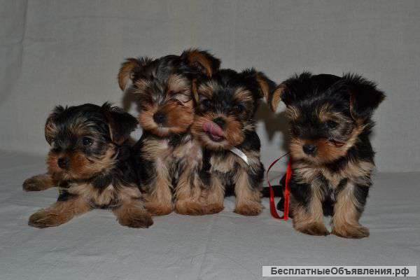 Щенки Йоркширского терьера