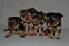 Щенки Йоркширского терьера