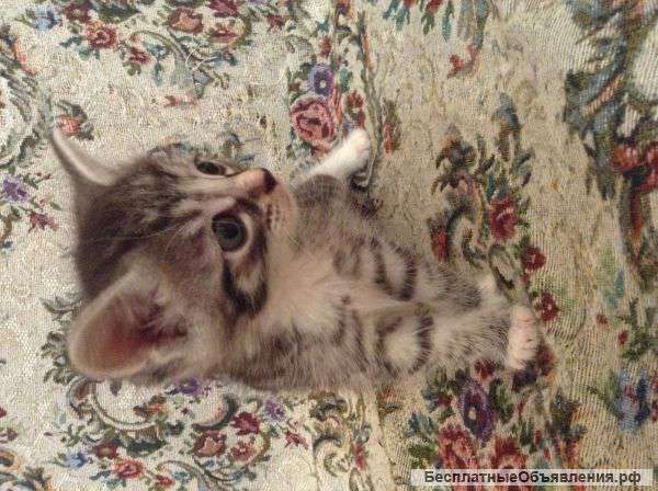 Отдам котенка в хорошие и добрые руки