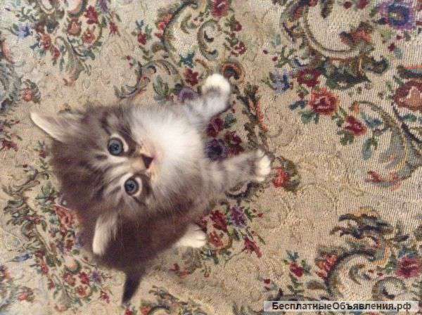 Отдам котенка в хорошие руки