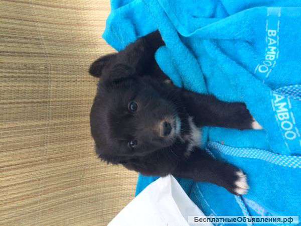 Отдам щенка в добрые руки