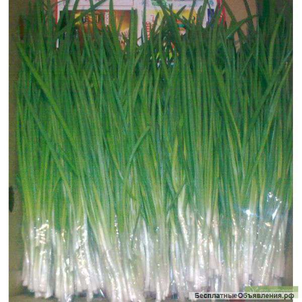 Зеленый лук. Мелкий и средний опт.