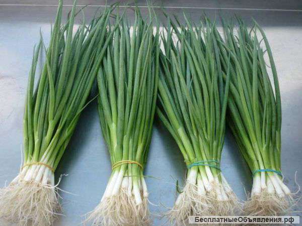 Зеленый лук. Оптовые партии разных размеров.