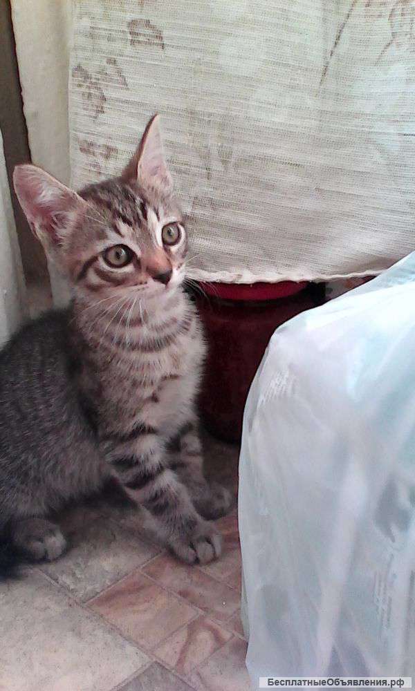 Отдам котят в добрые руки