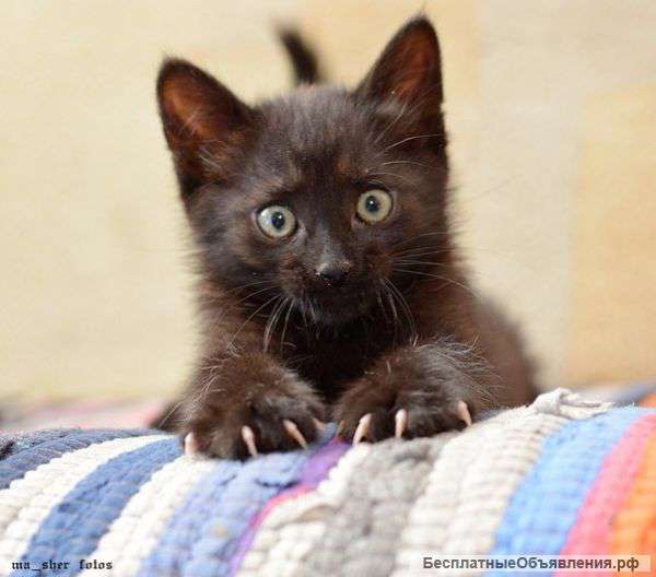 Глазастики – ушастики в добрые руки