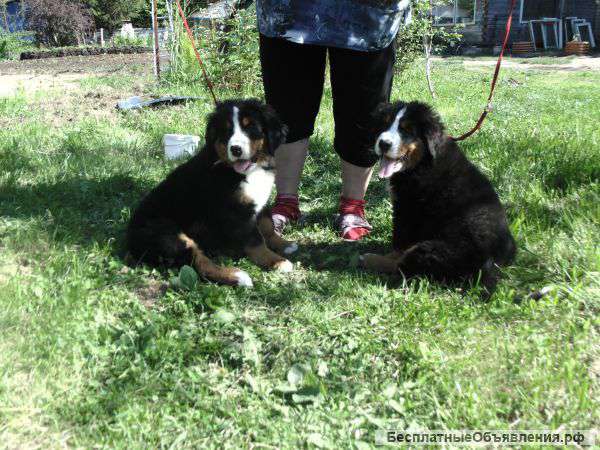 Берняшки очаровашки