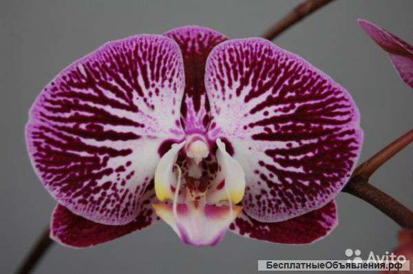 Орхидея фаленопсис Анастасия