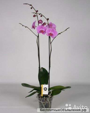 Орхидея Фаленопсис Бомбей 2 ст