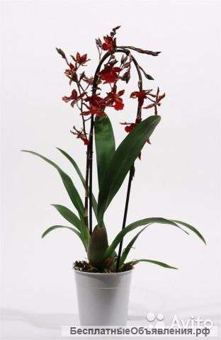 Орхидея Камбрия Бобкэт каскад 1 ст