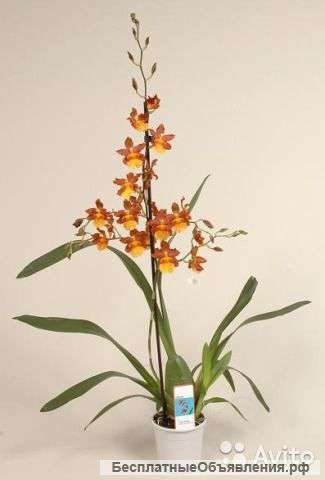 Орхидея Камбрия Кататанте каскад