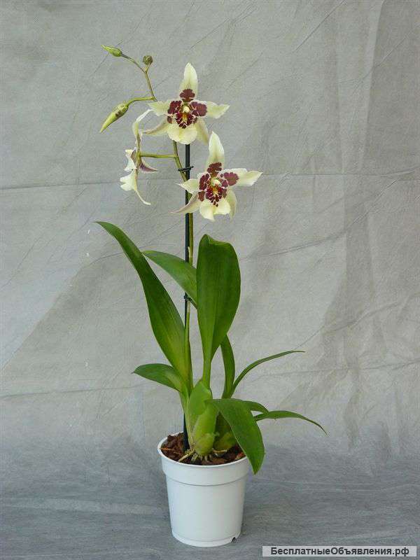 Орхидея Беаллара Тахома Глэсир Грин