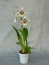 Орхидея Беаллара Тахома Глэсир Грин