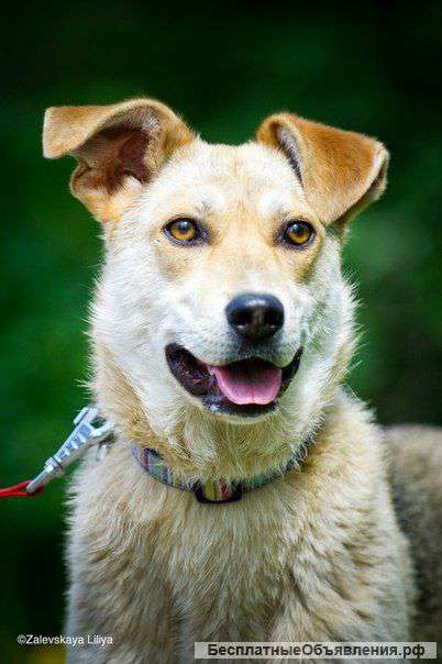 Нежная и трепетная Дженни в добрые руки