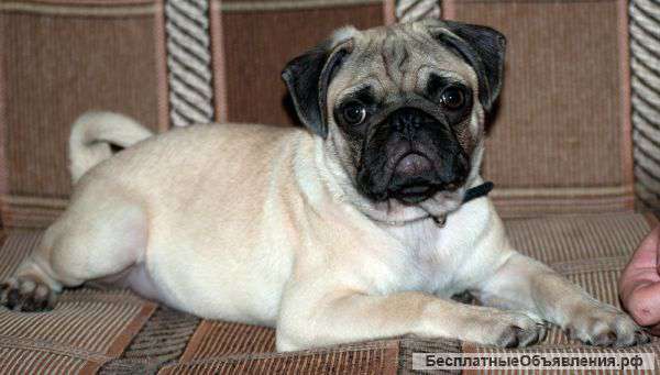 Щенок породы Мопс мальчик