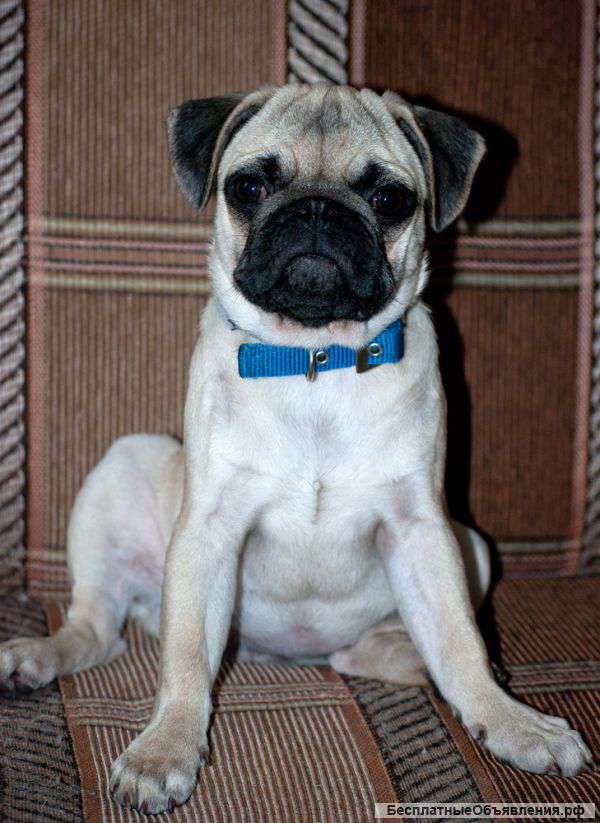 Щенок породы Мопс девочка