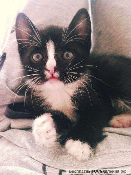 Кошечка ищет дом