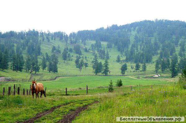 Маральник 240 гигтар