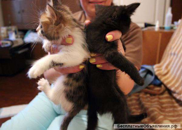 Отдам котят