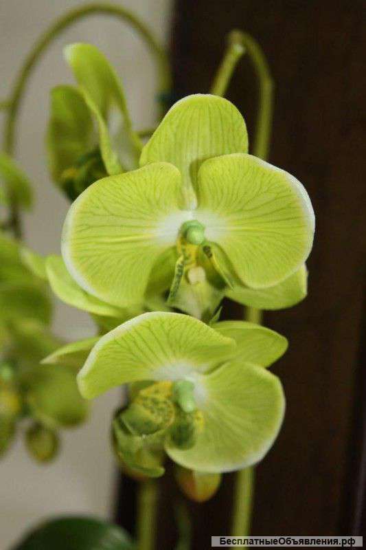 Орхидея фалеонопсис зеленный