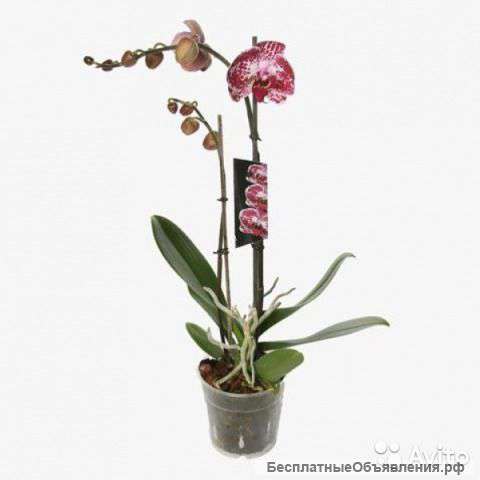 Орхидея Фаленопсис Элегант Джулия 2 ст