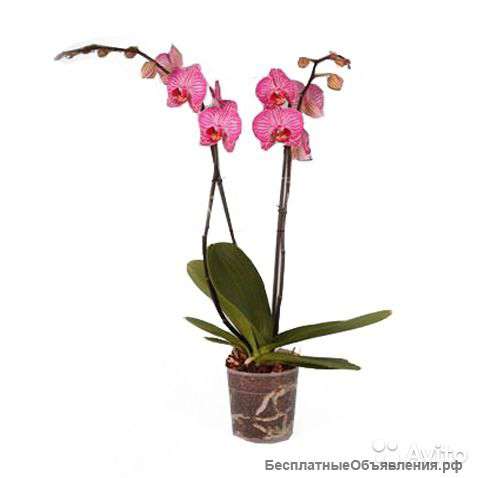 Орхидея Фаленопсис Хэппи Минхо