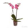 Орхидея Фаленопсис Хэппи Минхо