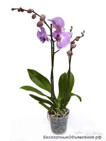 Орхидея Фаленопсис Сакраменто 2 ст