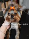 Стрижка собак и кошек.м Белорусская