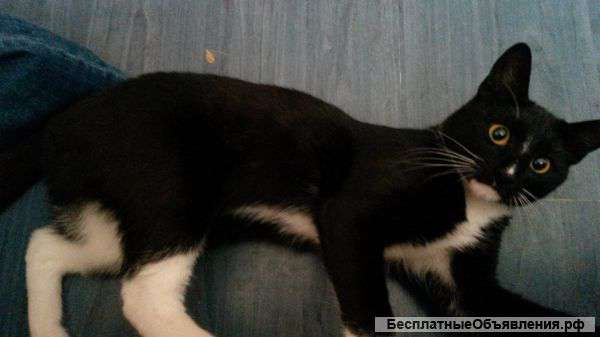 Ищу хозяина для своего кота