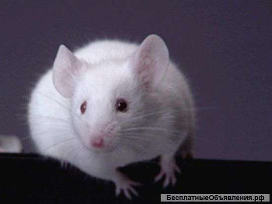 Белые мышки