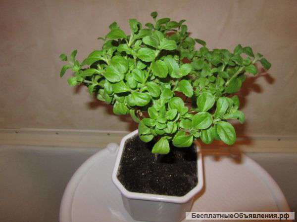 Медовая трава - Стевия - растение для дома и сада