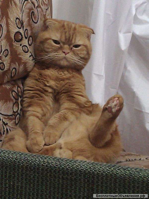 Ищу кошку для вязки