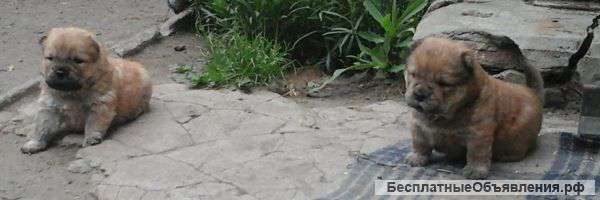 Щенки Чау-чау