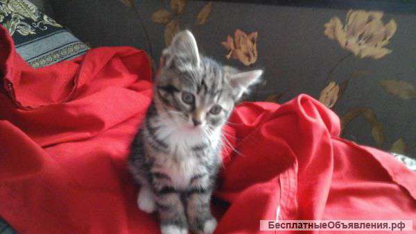 Котенок 2 месяца