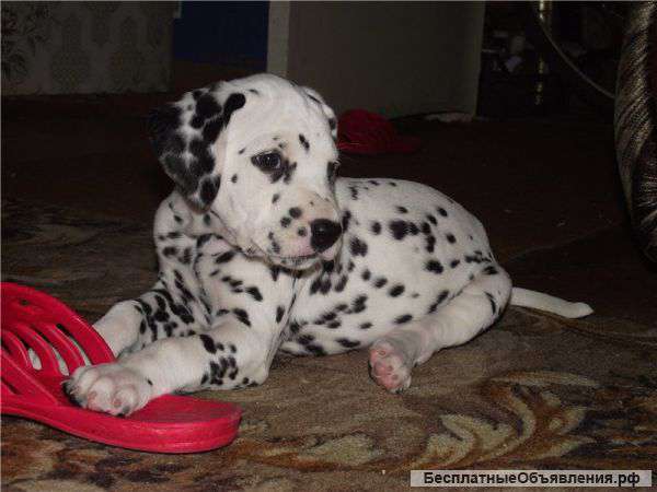 Щенки далматина