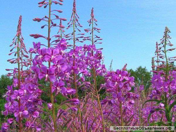 Карельский Иван-чай