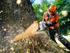 Удаление аварийных деревьев частями и с оттяжкой