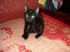 Котенок 2,5-3 мес