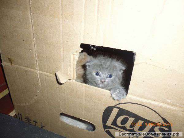 Шотландцы котята