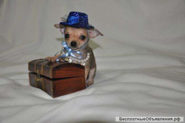 Чишки-малышки