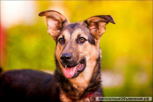 Джуди - ждет своего хозяина