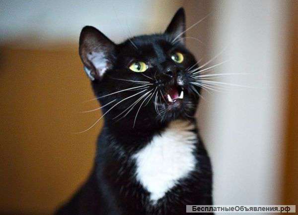 Роскошный кот Тима с потрясающе красивыми глазами