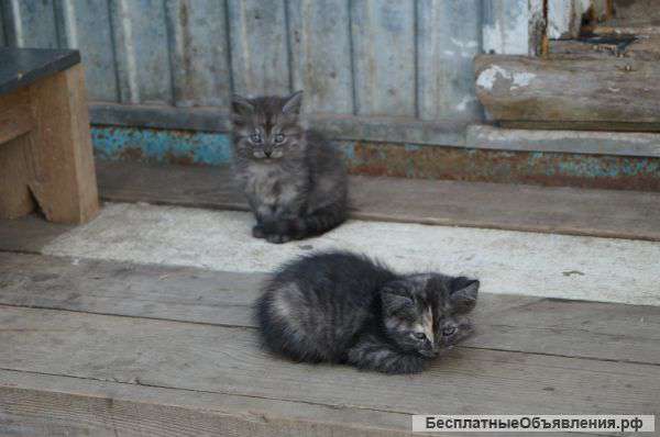 Отдам котят