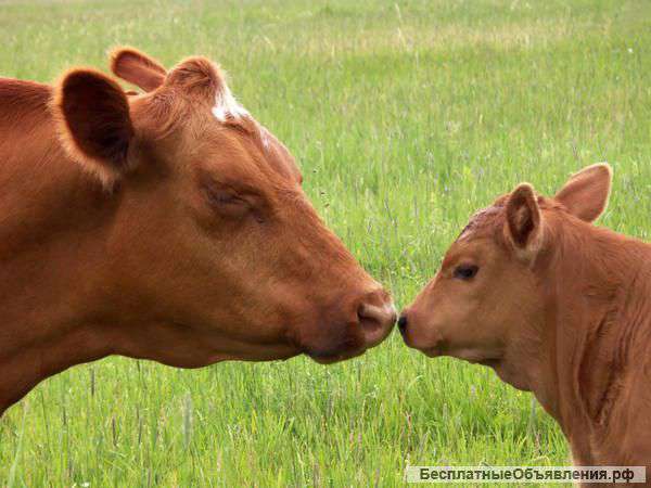 Молочная корова первородка